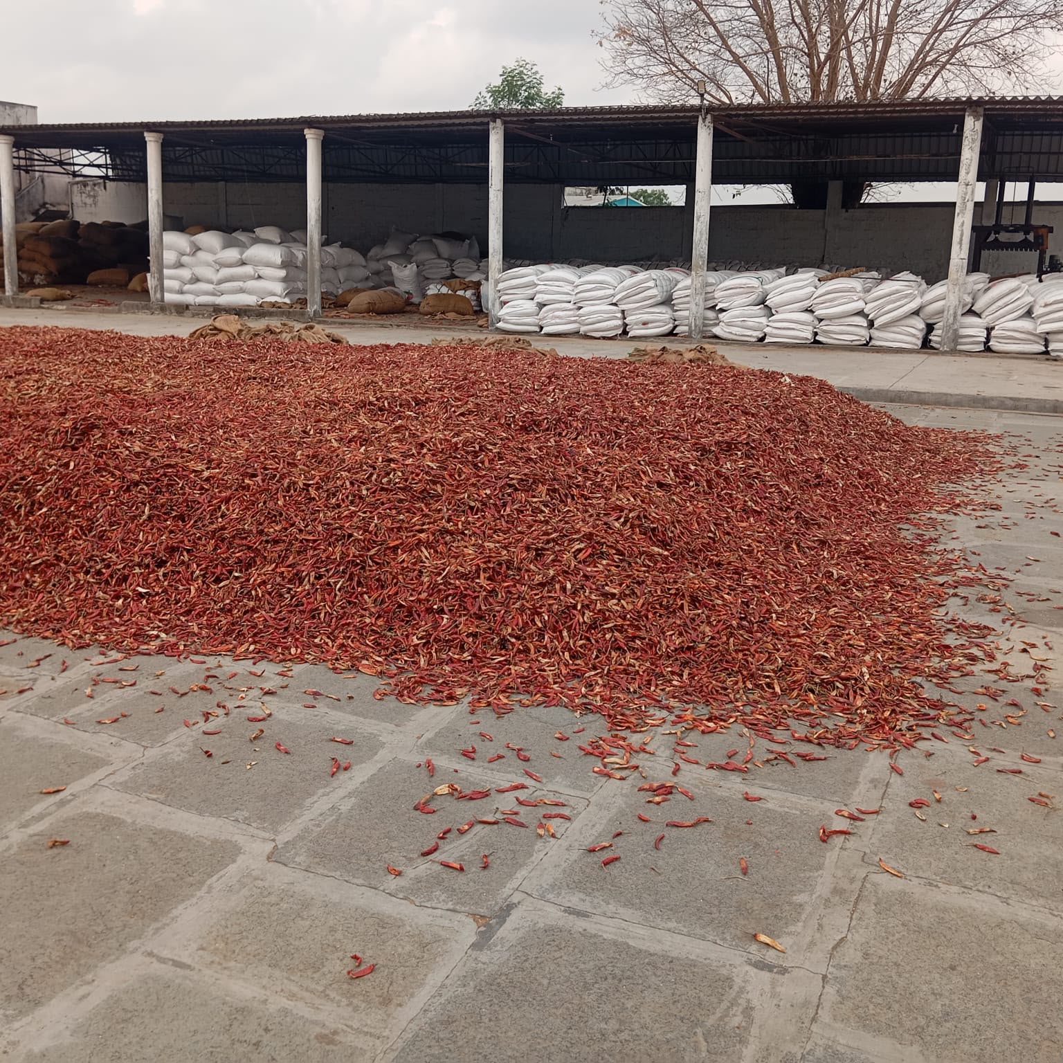 Large red chilli drying yard